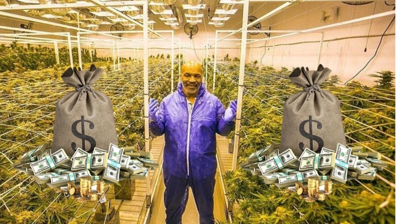 ¡Polémica! Mike Tyson genera una fortuna con la venta de marihuana