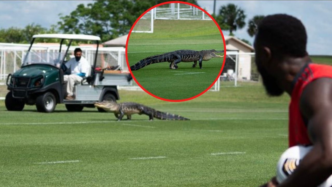 Video: Un cocodrilo aparece en pleno entreno de Toronto FC y causa tensión en la plantilla