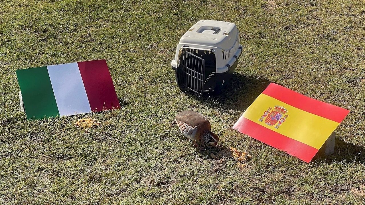 ¿Italia o España? La perdiz roja 'Tako' pronostica el candidato a la final