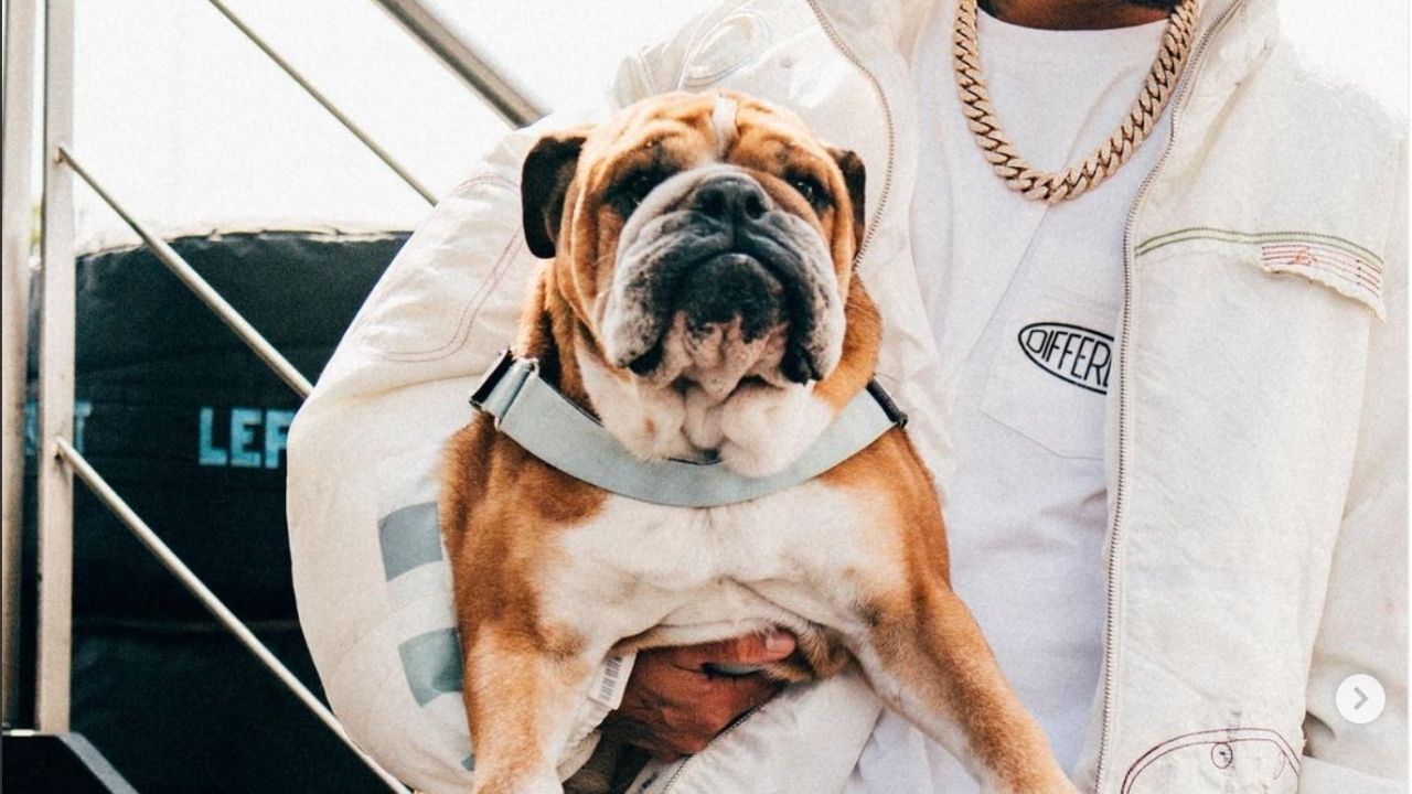 Perro de Lewis Hamilton gana más de 24 mil lempiras al día, por hacer una sola cosa