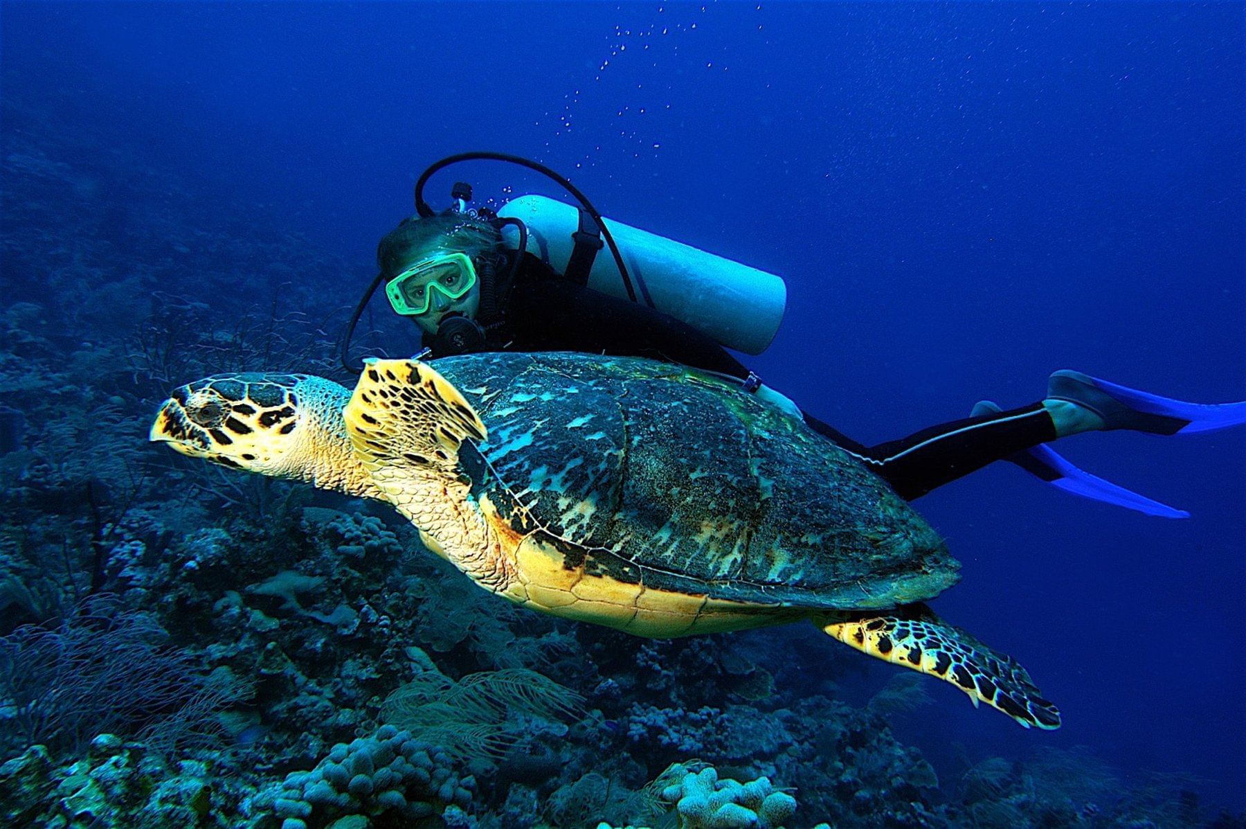 Honduras cuenta con múltiples lugares de buceo donde se pueden ver las bellezas de los corales, tiburones, delfines, entre otras especies marinas. Foto: Infinity Bay
