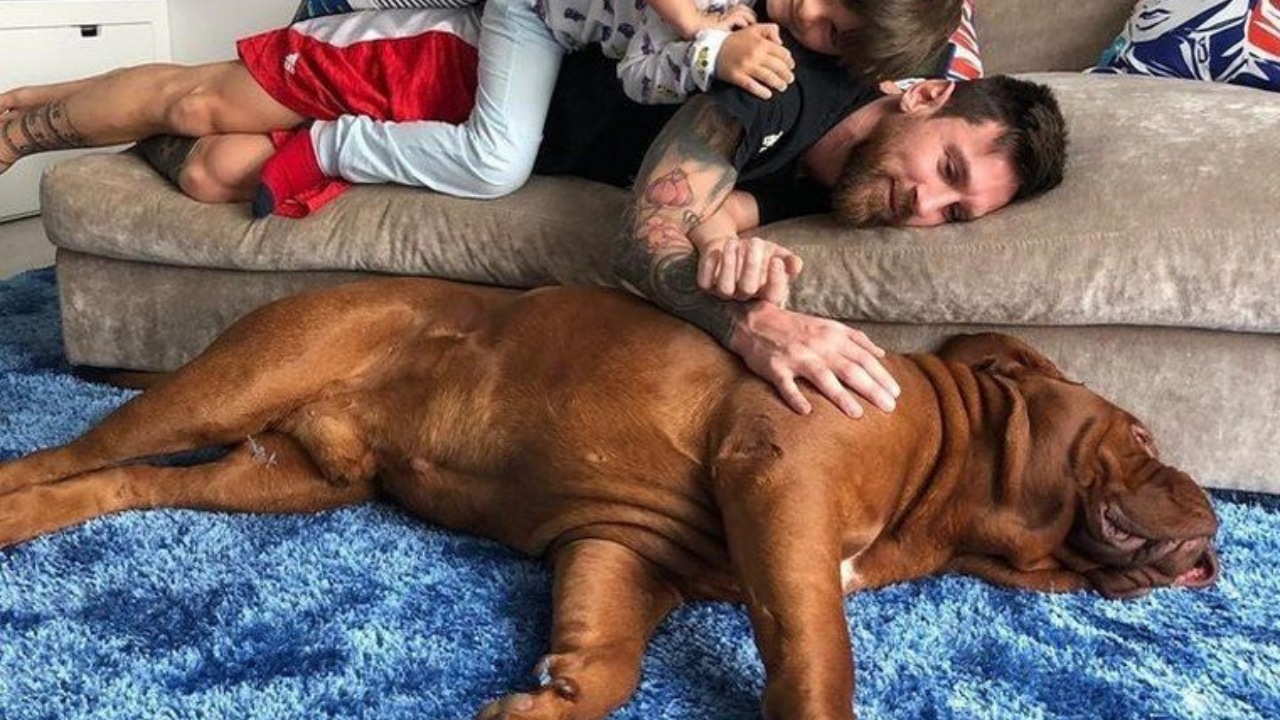 ¿Cuál es el nombre del perro de Messi?, raza y precio del exclusivo canino