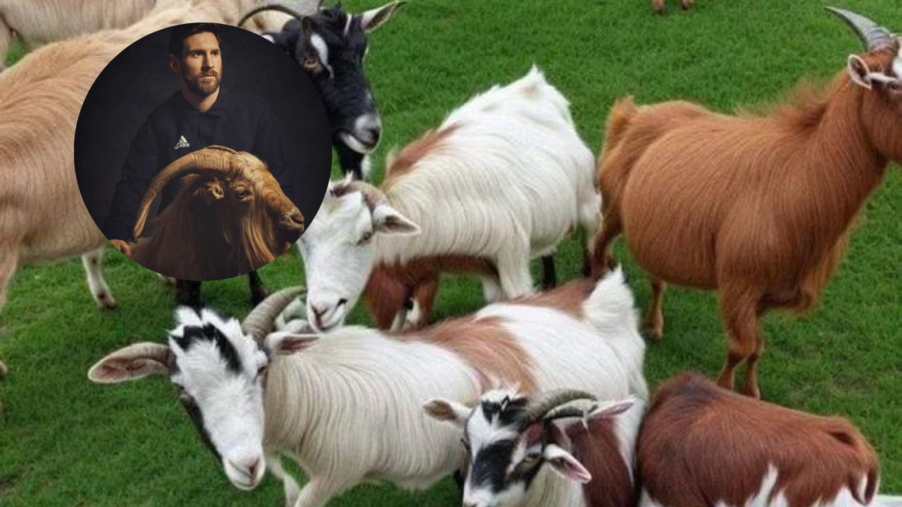 Cabras Messi, el nuevo reto viral de internet para identificar al futbolista entre los animales