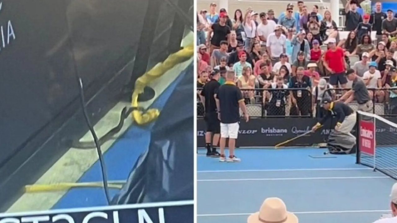 Una serpiente interrumpe un partido del torneo ATP de Brisbane