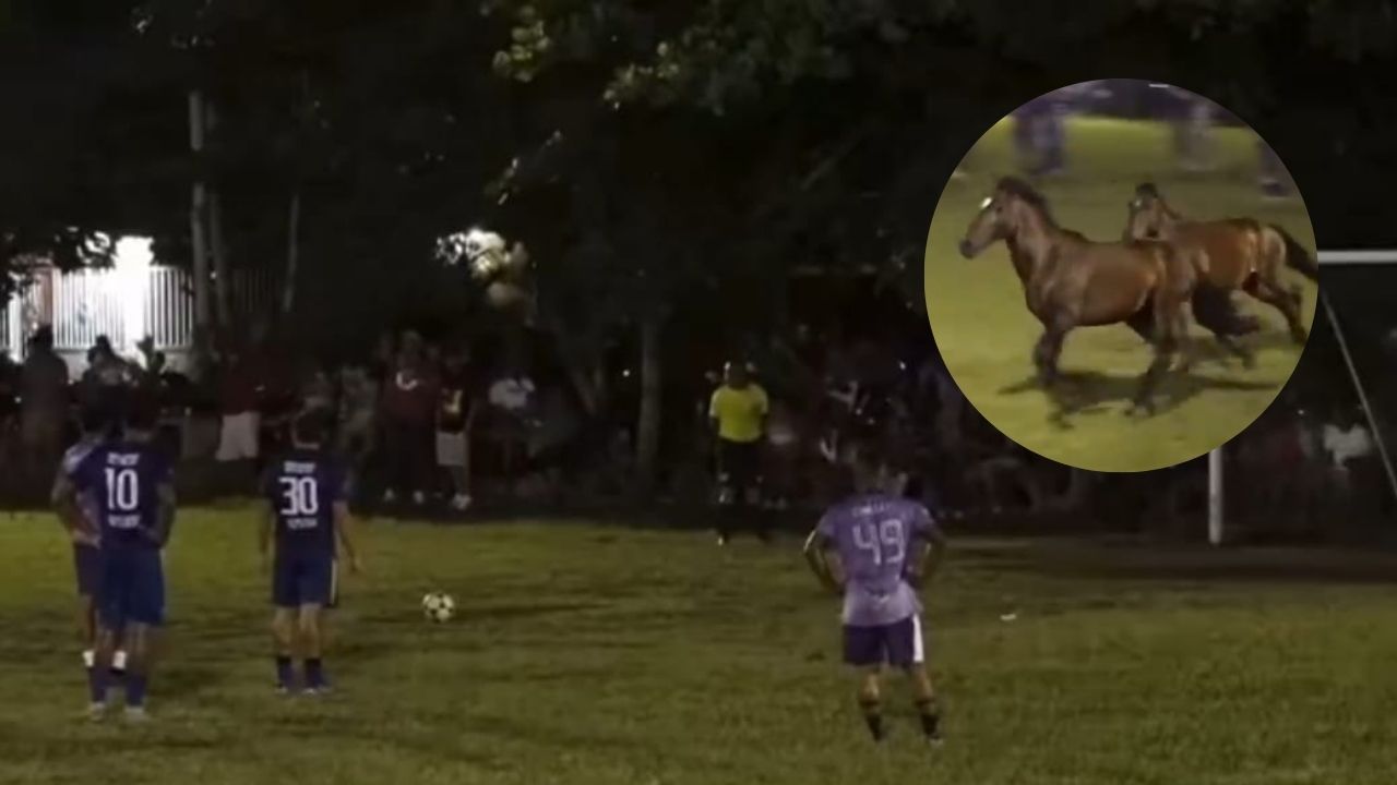 Un par de potros interrumpen un partido de Liga Mayor