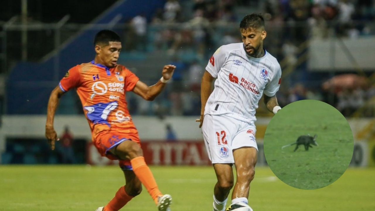 El curioso animal que se metió a la cancha en el Olimpia vs Lobos UPNFM