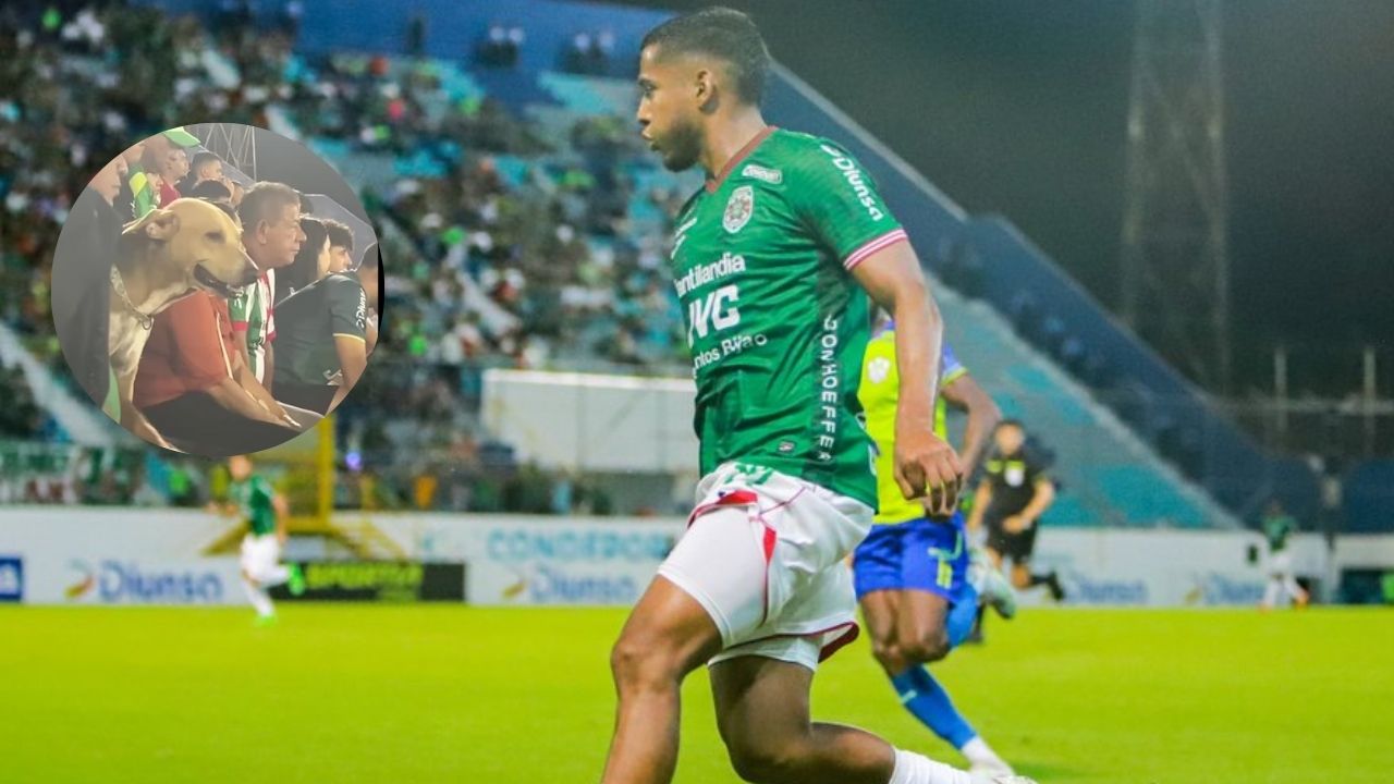 Perrito se hace viral en partido entre Marathón vs Olancho FC del Apertura 2024