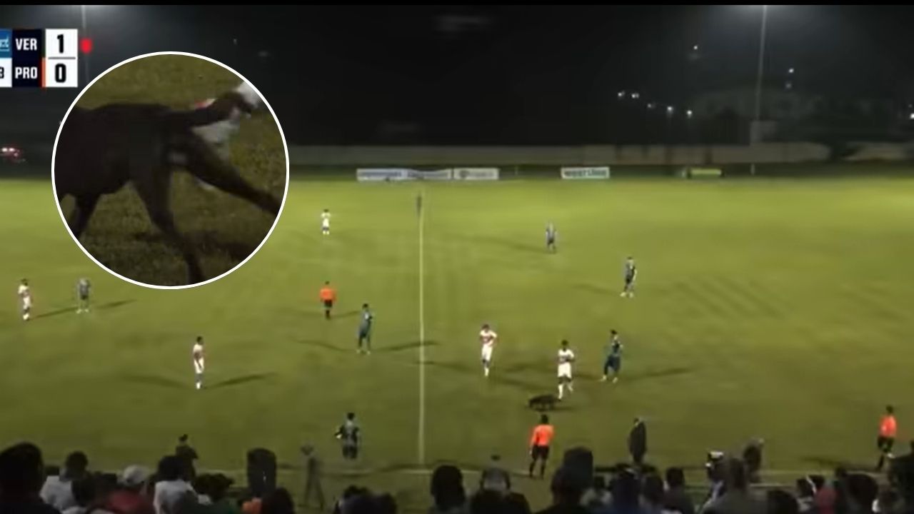 Jugador es expulsado en final de Belice tras patear un perro