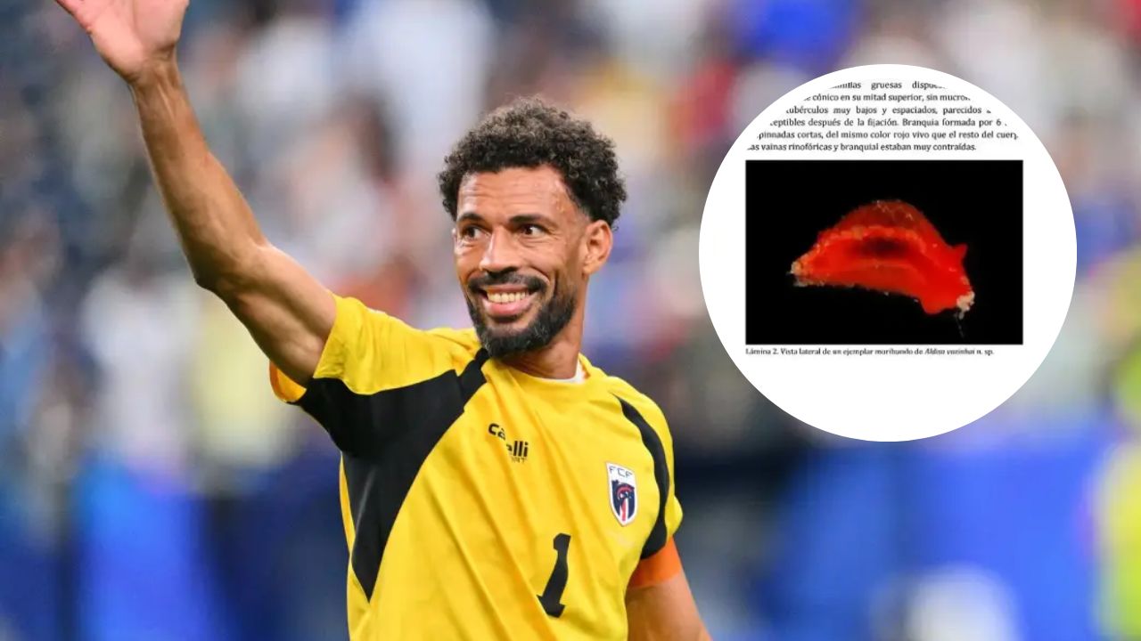 Nombran nueva especie animal en honor a Vozinha tras su gran Mundial